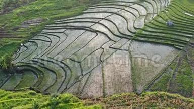 绿色水稻梯田和有农作物的农业用地.. 有稻田的农田，农村的农作物